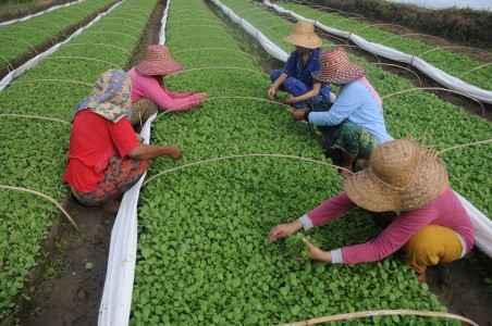 Belum Lapor Realokasi APBD, DBH 53 Daerah Terancam Ditunda