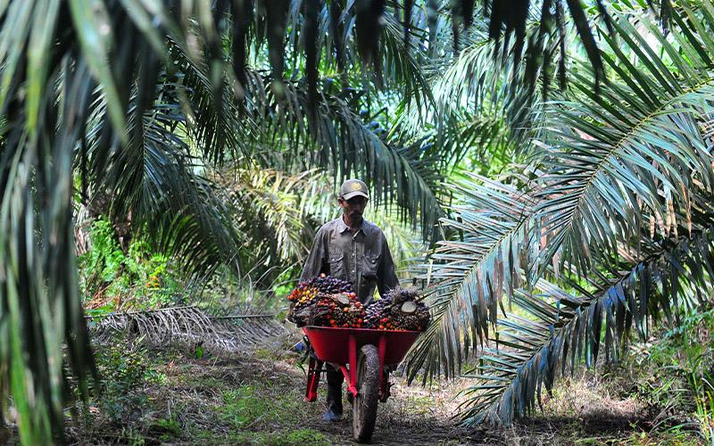 Wow, Kontribusi Pajak dan Dividen BUMN Perkebunan Ini Tumbuh 11% 