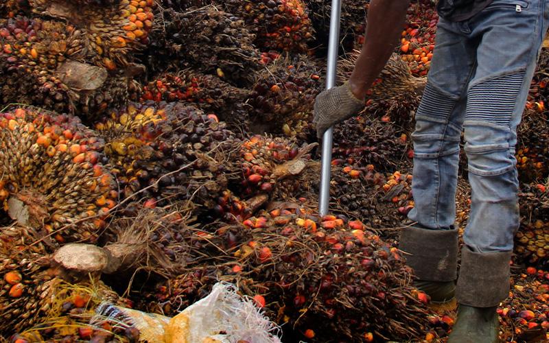 Harga Minyak Goreng Melonjak, India Pangkas Tarif Bea Masuk CPO